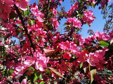 Árvore de flores rosa vibrantes em plena floração contra um céu claro №56430